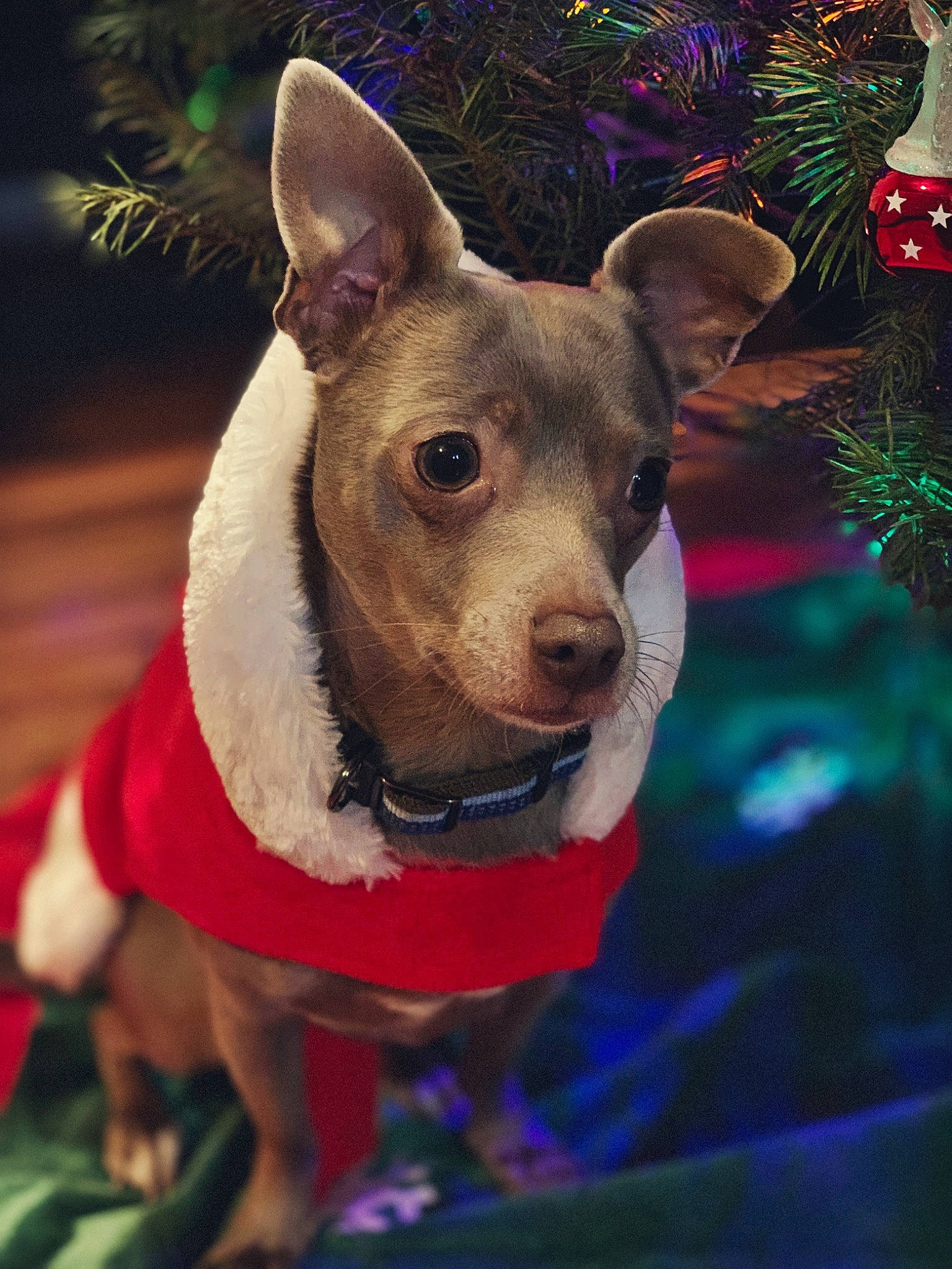 Syd joined the competition — help win amazing prizes! canidae, carnivore, chihuahua, christmas, dog, dog_breed, dog_clothes, dog_collar, ear, fawn, feist, holiday, mammal, puppy, rare_breed_dog, rat_terrier, snout, sporting_group, toy_dog, vertebrate