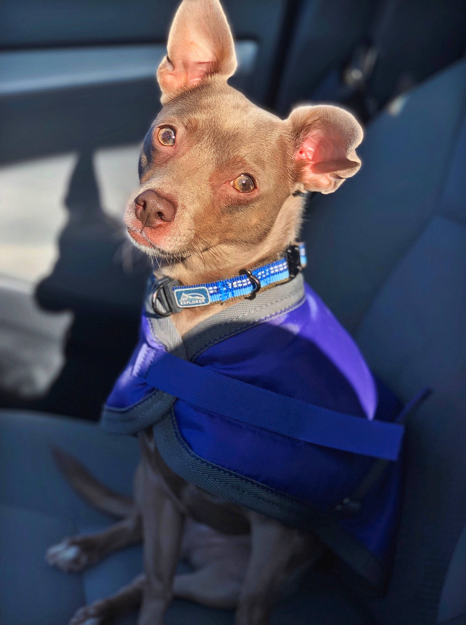 Syd is registered to the contest to win money with this photo: canidae, carnivore, chihuahua, collar, dog, dog_breed, dog_clothes, dog_collar, ear, fashion_accessory, fawn, leash, paw, puppy, snout, toy_dog