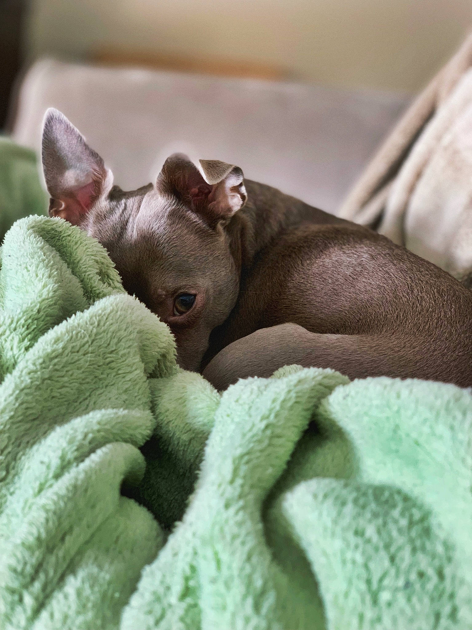 Syd is registered to the contest to win money with this photo: american_hairless_terrier, blanket, canidae, carnivore, cat, companion_dog, dog, dog_breed, fawn, mammal, mexican_hairless_dog, nap, non_sporting_group, puppy, snout, sphynx, vertebrate