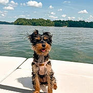 Emmy joined the competition — help win amazing prizes! dog, small_dog, pet, animal, outdoor, lake, water, boat, sunny, blue_sky, clouds, island, nature, harness, tongue_out, happy, fur, sitting, daytime, scenic