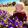 toddler, child, flower, purple_flower, outdoor, nature, grass, sunlight, portrait, curious, sitting, maroon_sweater, baby, young_child, daylight, garden, plant, greenery, innocence, cute