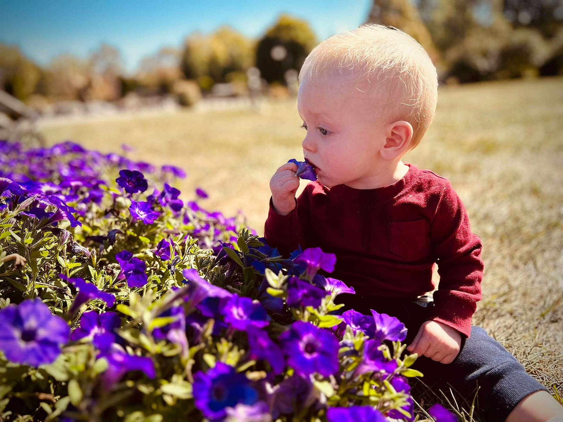 Zayden is registered to the contest to win money with this photo: toddler, child, flower, purple_flower, outdoor, nature, grass, sunlight, portrait, curious, sitting, maroon_sweater, baby, young_child, daylight, garden, plant, greenery, innocence, cute