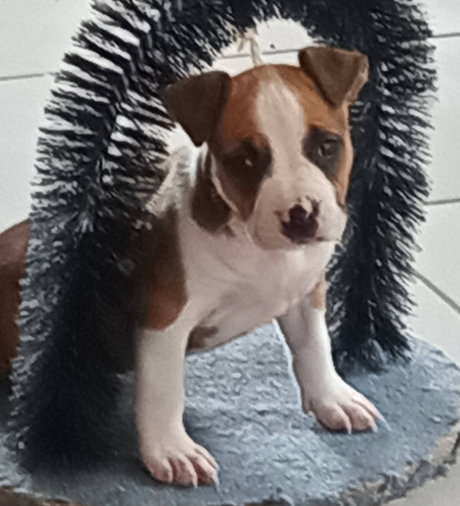 Nala a rejoint le concours — aidez-le/la à gagner de superbes lots ! animal, ball, beagle, bostonbull, boxer, bulldog, canine, dog, football, frenchbulldog, hound, pet, pitbull, puppy, slate, snout, soccer, soccerball, sport, whitedog