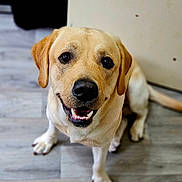 Rocco joined the competition — help win amazing prizes! dog, labrador, golden_retriever, pet, animal, smiling, sitting, indoor, floor, friendly, canine, cute, fur, mammal, companion, looking_up, happy, domestic_animal, portrait, young_dog