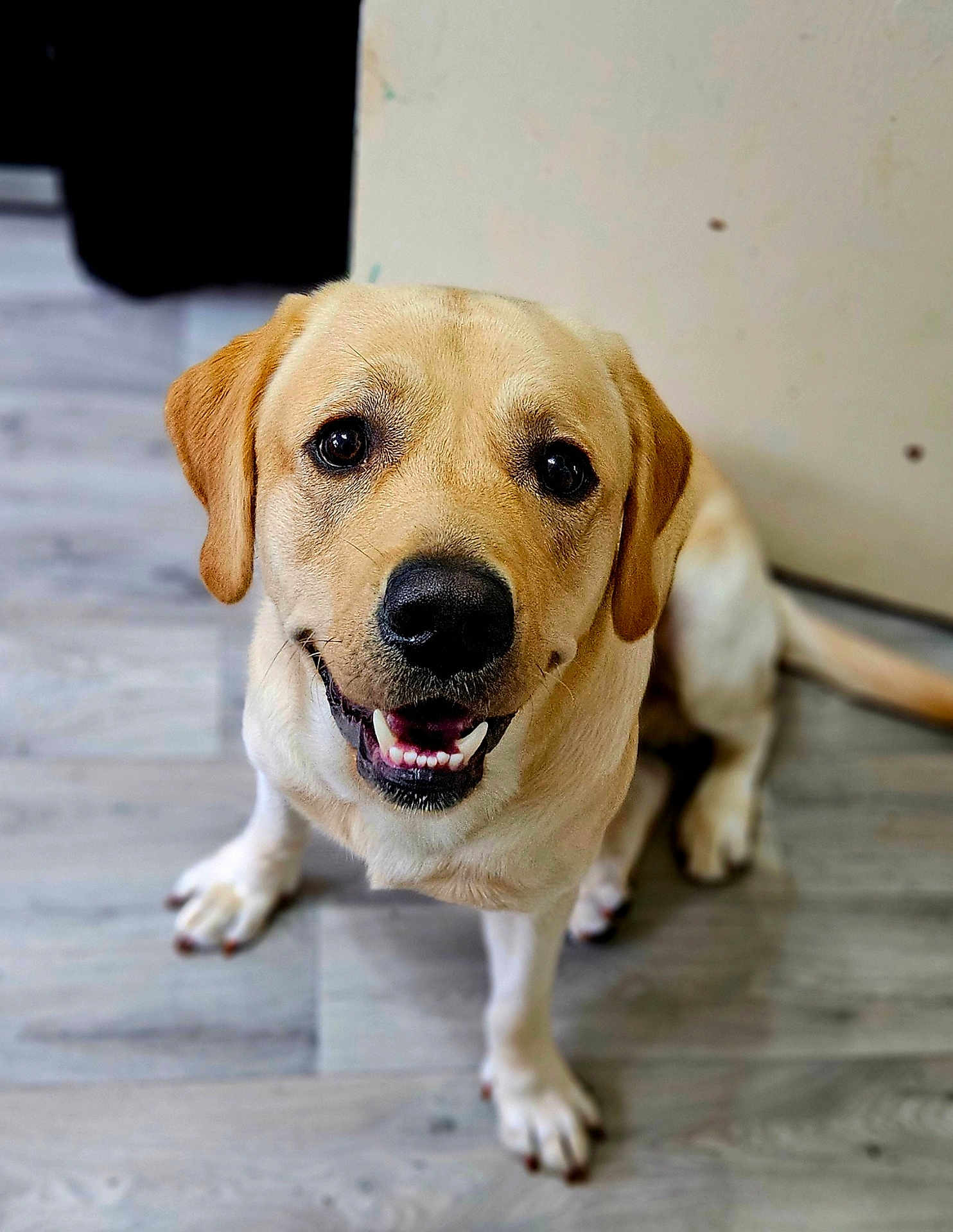 Rocco joined the competition — help win amazing prizes! dog, labrador, golden_retriever, pet, animal, smiling, sitting, indoor, floor, friendly, canine, cute, fur, mammal, companion, looking_up, happy, domestic_animal, portrait, young_dog