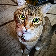 Zoey joined the competition — help win amazing prizes! cat, tabby, green_eyes, pet, indoor, curious, close_up, whiskers, collar, floor, carpet, domestic_animal, feline, cute, sitting, looking_up, animal, fur, ears, young_cat