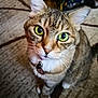 animal, carpet, cat, close_up, collar, curious, cute, domestic_animal, ears, feline, floor, fur, green_eyes, indoor, looking_up, pet, sitting, tabby, whiskers, young_cat