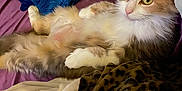 Gracie joined the competition — help win amazing prizes! cat, fluffy, bed, blanket, pillow, fur, pet, animal, relaxed, indoor, resting, cozy, cute, mammal, whiskers, ears, eyes, soft, feline, comfort