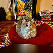 Gracie joined the competition — help win amazing prizes! cat, fluffy, red_ottoman, rug, painting, broom, floor, wood_floor, indoor, furniture, colorful, decor, pet, animal, cozy, sitting, looking, curious, home, relaxed