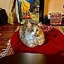 cat, fluffy, red_ottoman, rug, painting, broom, floor, wood_floor, indoor, furniture, colorful, decor, pet, animal, cozy, sitting, looking, curious, home, relaxed