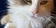 Gracie is registered to the contest to win money with this photo: animal, cat, close_up, comfort, cozy, cute, domestic_cat, eyes, face, feline, fluffy, fur, indoor, muzzle, pet, relaxed, resting, soft, tabby, whiskers