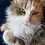 Gracie is registered to the contest to win money with this photo: cat, fluffy, close_up, fur, whiskers, pet, animal, relaxed, resting, indoor, soft, cute, face, eyes, muzzle, tabby, domestic_cat, feline, comfort, cozy