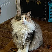 Gracie is registered to the contest to win money with this photo: animal, calm, cat, curious, domestic_cat, doormat, ears, eyes, feline, fluffy_cat, fur, home, indoor, long_hair, mammal, pet, portrait, sitting, whiskers, wooden_floor