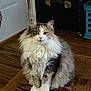 cat, fluffy_cat, long_hair, indoor, doormat, wooden_floor, animal, pet, sitting, calm, curious, feline, domestic_cat, mammal, portrait, fur, whiskers, ears, eyes, home