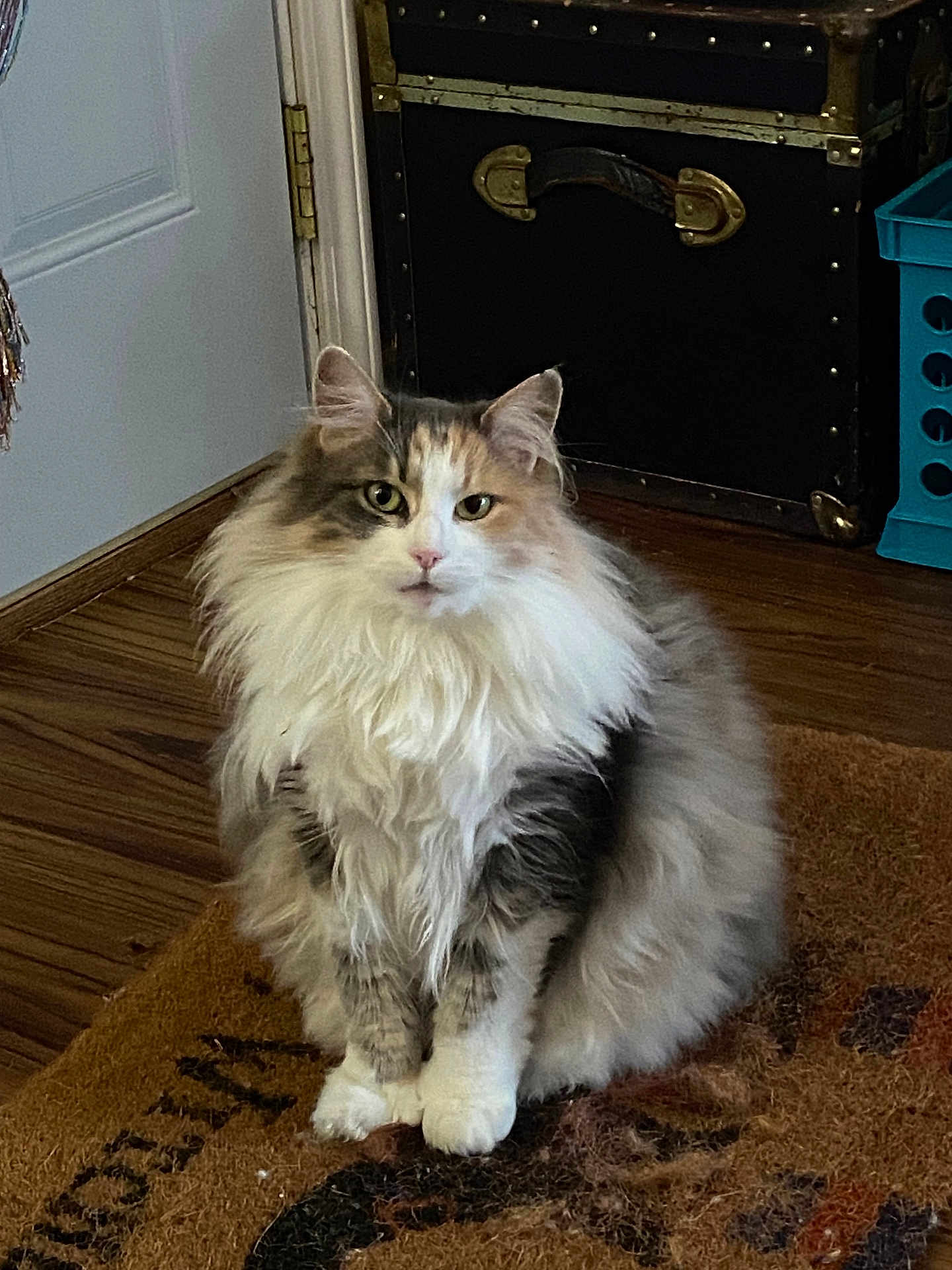 Gracie