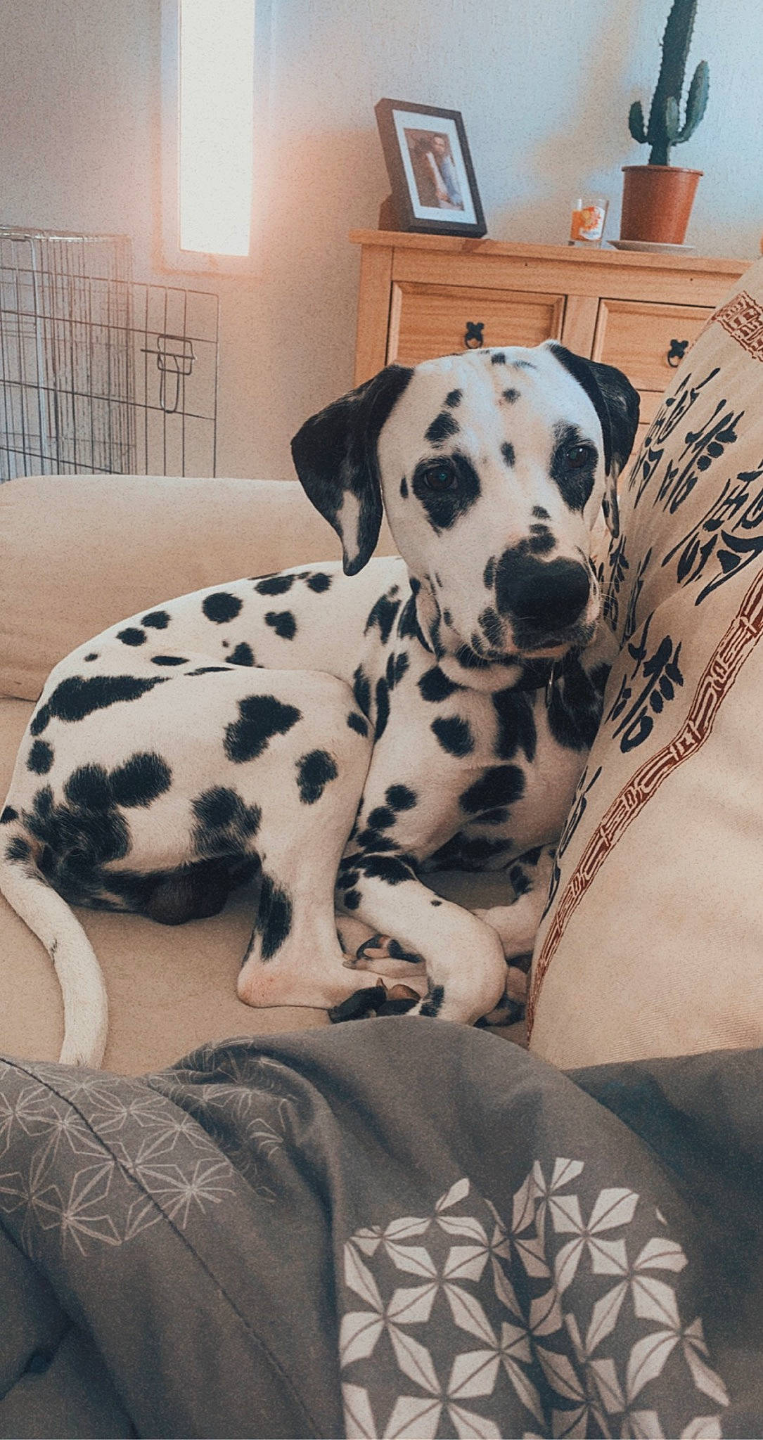 Jungo a rejoint le concours — aidez-le/la à gagner de superbes lots ! canidae, carnivore, comfort, companion_dog, dalmatian, dog, dog_breed, dog_supply, fawn, flooring, fur, great_dane, non_sporting_group, pet_supply, snout, sporting_group, terrestrial_animal, working_animal, working_dog