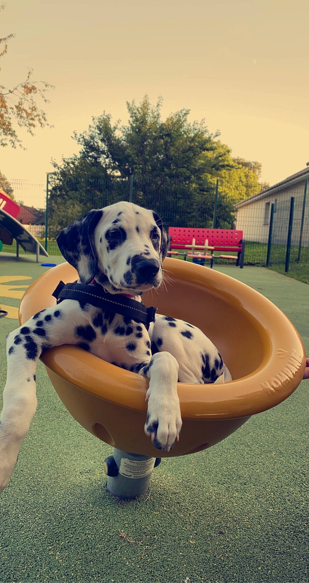 Jungo participe au concours pour gagner de l'argent avec cette photo : ball, canidae, carnivore, cloud, companion_dog, dalmatian, dog, dog_breed, dog_supply, fawn, flag, grass, leisure, plant, recreation, sky, snout, sporting_group, tree, working_animal