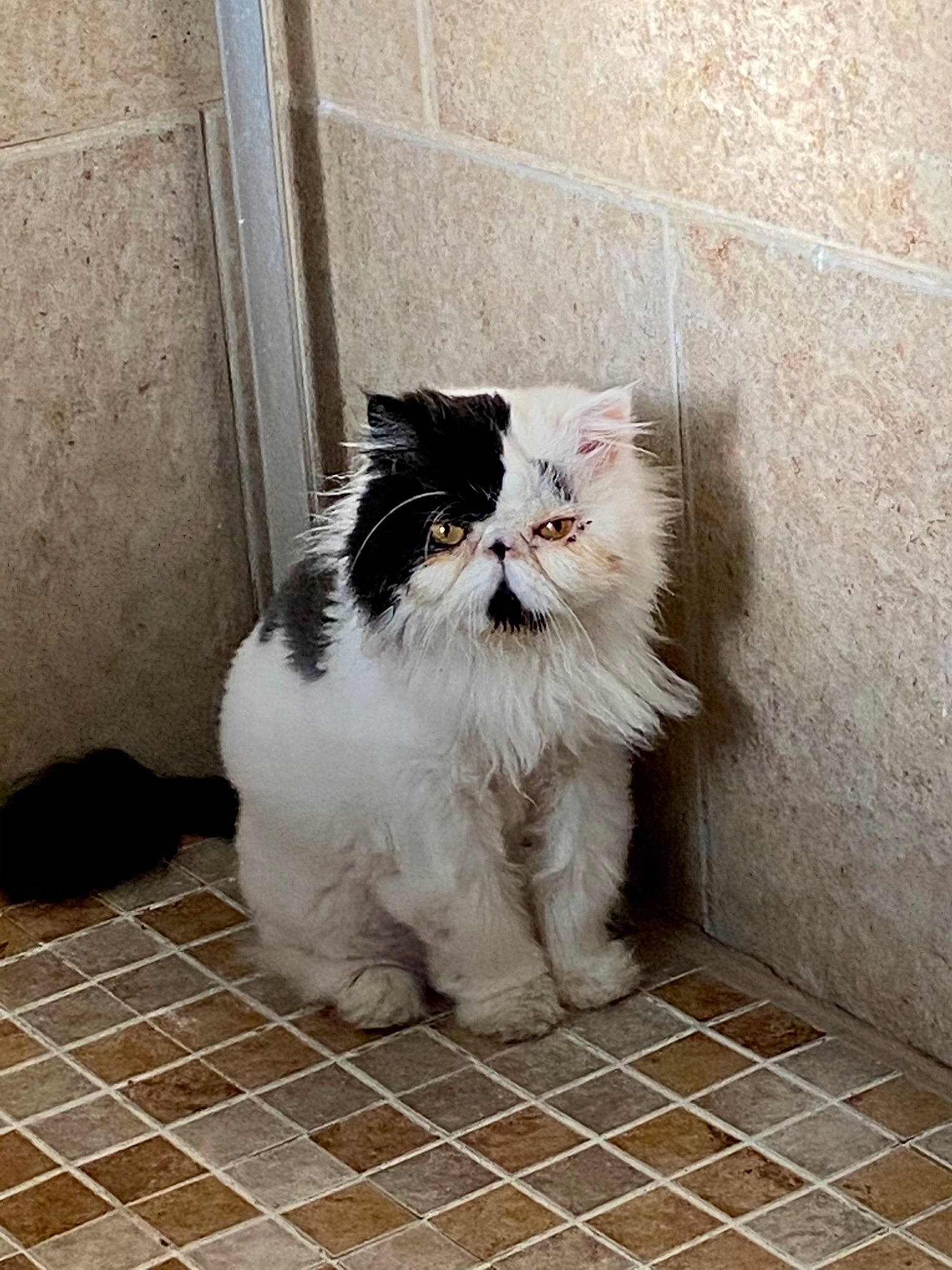 Cedric joined the competition — help win amazing prizes! carnivore, cat, felidae, floor, flooring, fur, small_to_medium_sized_cats, snout, tail, tile, tile_flooring, vertebrate, whiskers