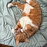 cat, orange_cat, white_fur, lying_down, blanket, indoor, pet, playful, tongue_out, fur, whiskers, paw, relaxed, cute, animal, tabby, yellow_eyes, home, cozy, sleepy
