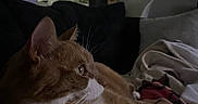 Baboo joined the competition — help win amazing prizes! cat, orange_cat, white_cat, pet, animal, indoor, blanket, couch, relaxing, feline, whiskers, ears, side_view, cozy, soft_lighting, domestic, resting, fur, home, quiet