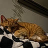 Baboo joined the competition — help win amazing prizes! cat, orange_tabby, animal, pet, resting, blanket, black_and_white, furniture, indoor, cozy, sleepy, fur, whiskers, ear, paw, tail, shadow, wall, picture_frame, relaxation