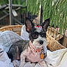 dog, schnauzer, pet, portrait, indoor, greenhouse, basket, blanket, quilt, collar, bow, tag, black_and_white, wire_hair, upright_ears, sitting, lounging, plant, fern, close_up