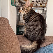 Raya participe au concours pour gagner de l'argent avec cette photo : cat, tabby_cat, couch, birdcage, birds, indoor, pet, furniture, poster, brown, gray, fur, tail, whiskers, animal, domestic, perched, looking_away, cozy, home