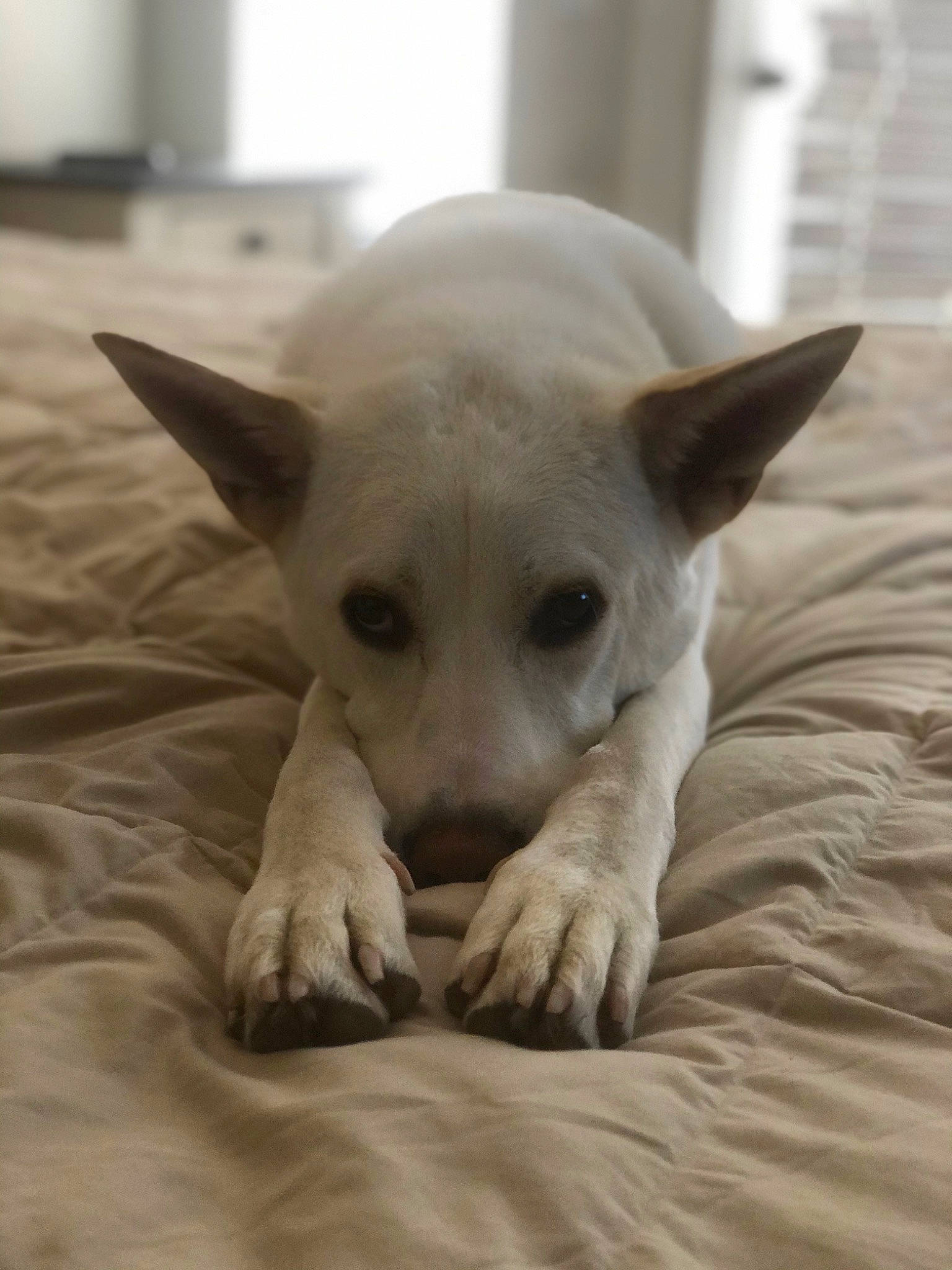 Ace joined the competition — help win amazing prizes! canidae, carnivore, dog, dog_breed, fawn, mammal, non_sporting_group, pariah_dog, snout, street_dog, vertebrate