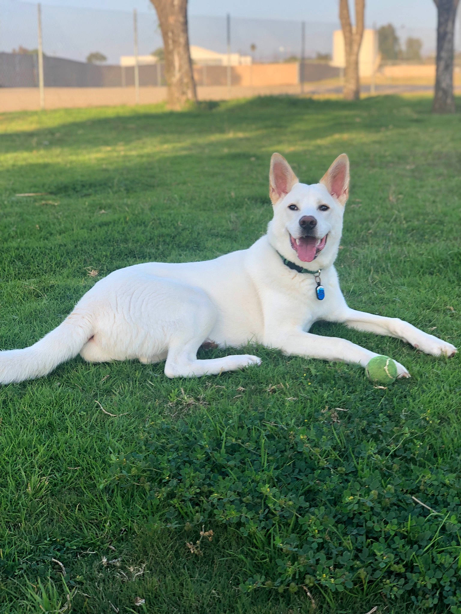 Ace joined the competition — help win amazing prizes! akita, berger_blanc_suisse, canaan_dog, canidae, carnivore, carolina_dog, companion_dog, dog, dog_breed, grass, korean_jindo_dog, mammal, plant, pungsan_dog, rare_breed_dog, siberian_husky, tail, vertebrate, white_shepherd, working_dog
