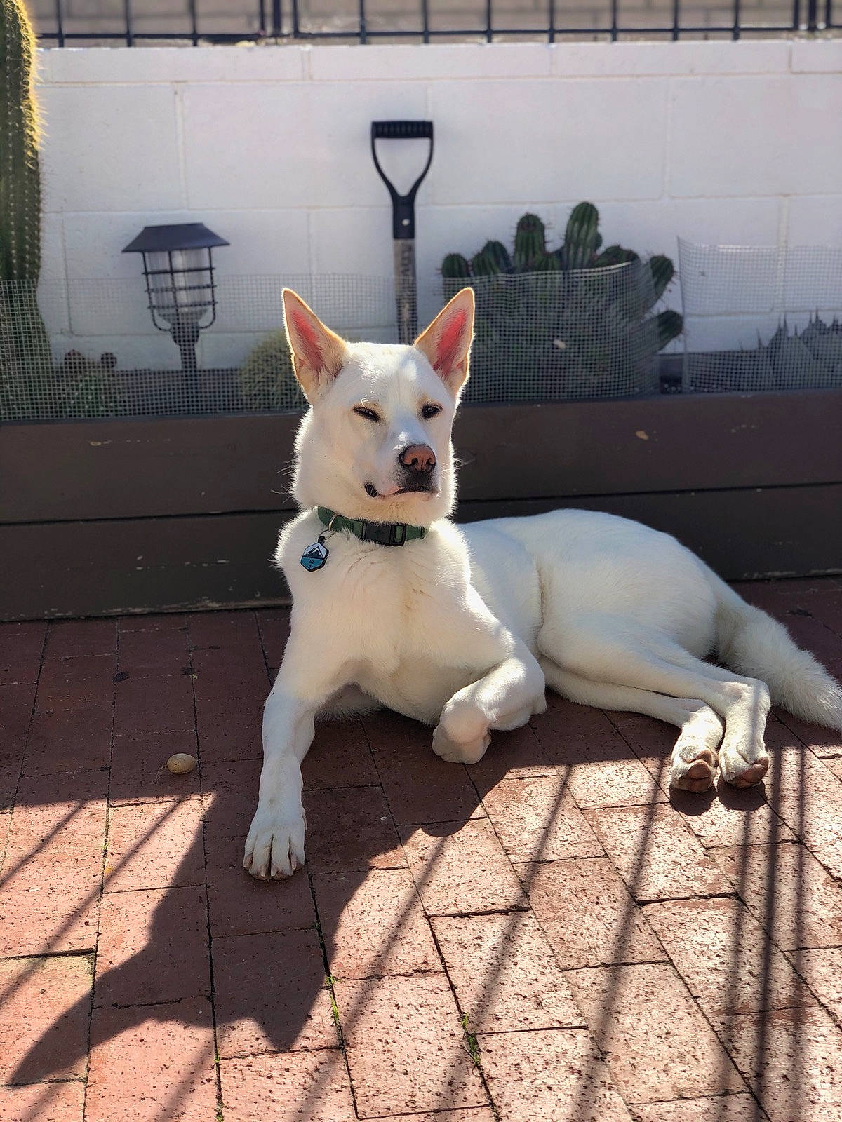 Ace joined the competition — help win amazing prizes! berger_blanc_suisse, canaan_dog, canidae, carnivore, carolina_dog, dog, dog_breed, fawn, gull_terr, kishu, korean_jindo_dog, mammal, non_sporting_group, pungsan_dog, rare_breed_dog, tail, vertebrate, white_shepherd