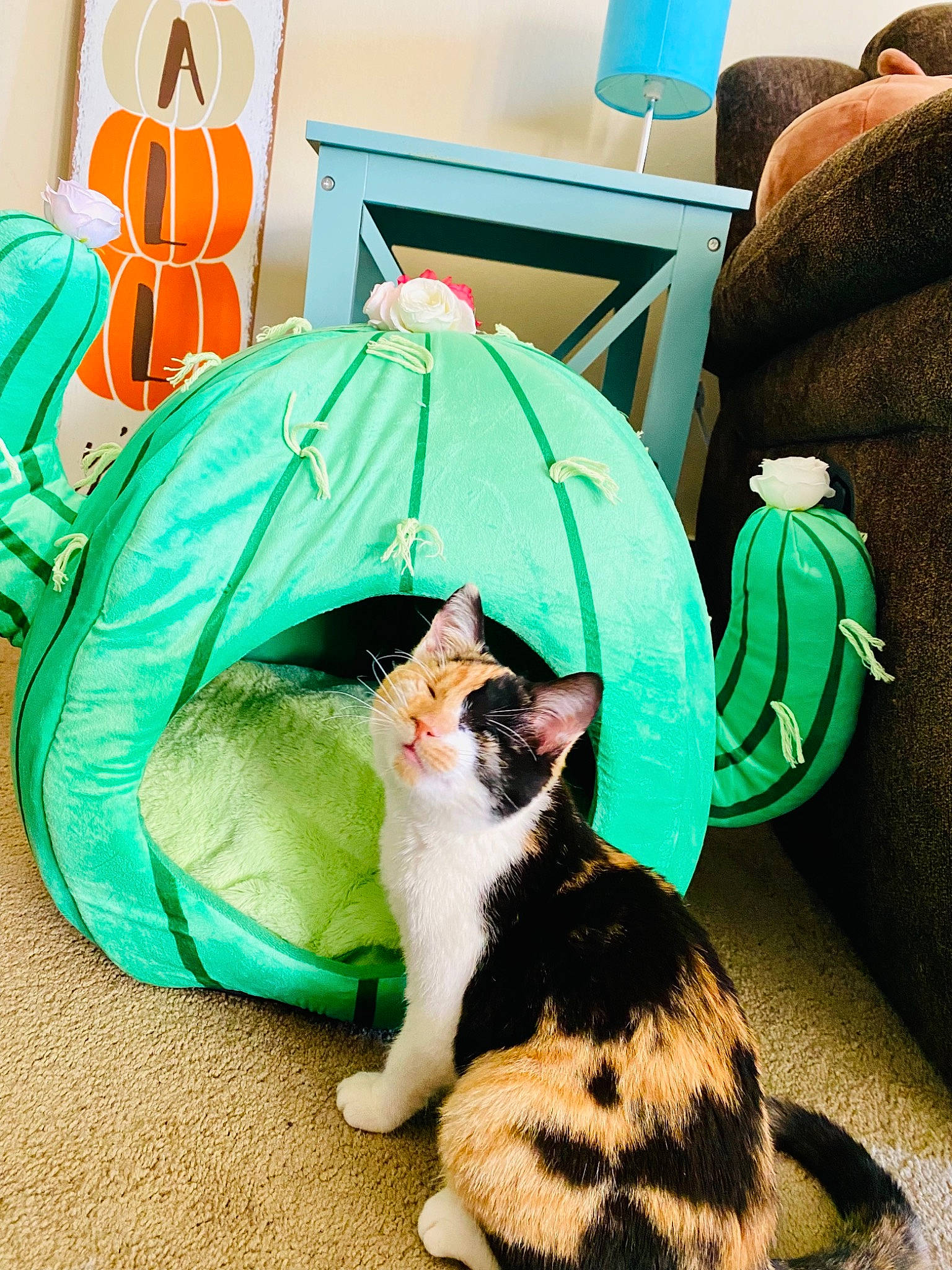 Mirajane joined the competition — help win amazing prizes! bag, blue, carnivore, cat, comfort, domestic_short_haired_cat, felidae, grass, green, lap, luggage_and_bags, mammal, photograph, small_to_medium_sized_cats, snapshot, snout, tail, textile, vertebrate, whiskers