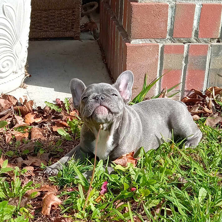 Nala Faith Hotel is registered to the contest to win money with this photo: animal, brick, bulldog, canine, dog, flower, frenchbulldog, grass, herbal, herbs, jar, leaf, pet, plant, planter, pottedplant, pottery, puppy, soil, vase