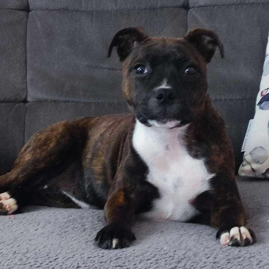 Naya