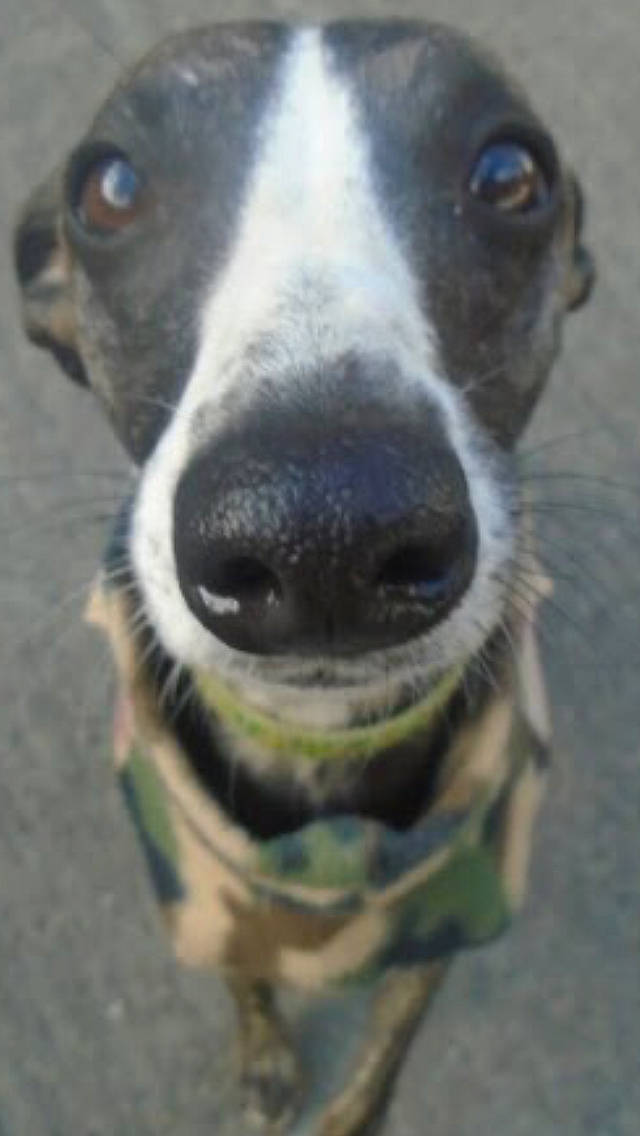 Badger joined the competition — help win amazing prizes! canidae, carnivore, dog, dog_breed, feist, greyhound, italian_greyhound, lurcher, mammal, nose, snout, street_dog, vertebrate, whiskers