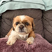 Samson is registered to the contest to win money with this photo: animal, blanket, brown_and_white_fur, companion, couch, cozy, dog, domestic_animal, face, fluffy, fur, home, indoor, looking_at_camera, paws, pet, purple_blanket, relaxed, sitting, small_dog