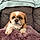 Samson