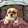 Samson