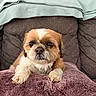 animal, blanket, brown_and_white_fur, companion, couch, cozy, dog, domestic_animal, face, fluffy, fur, home, indoor, looking_at_camera, paws, pet, purple_blanket, relaxed, sitting, small_dog