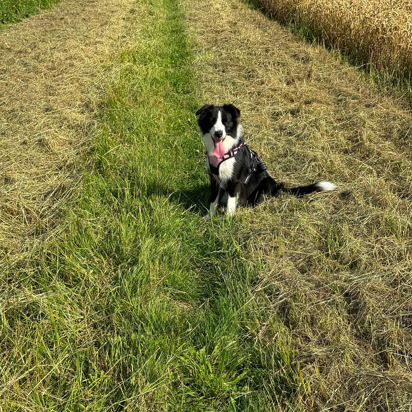 Kelia participe au concours pour gagner de l'argent avec cette photo : animal, canine, dog, face, field, grass, grassland, green, head, herbal, herbs, nature, outdoors, person, pet, photography, plant, portrait, puppy, vegetation