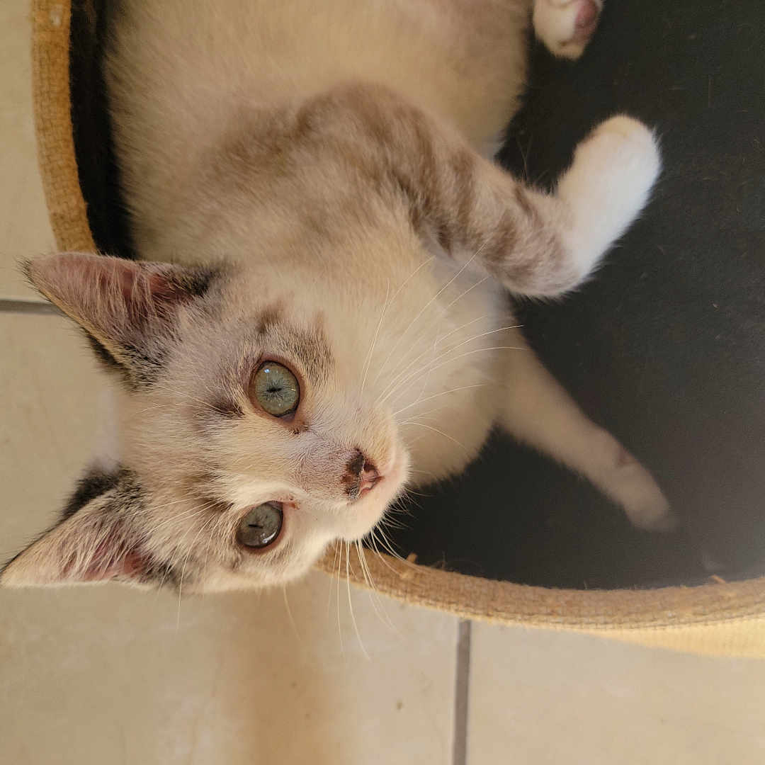 Yuki participe au concours pour gagner de l'argent avec cette photo : abyssinian, accessories, animal, armchair, baseballcap, basket, box, cap, cat, chair, clothing, furniture, hardwood, hat, kitten, manx, pet, plywood, siamese, wood