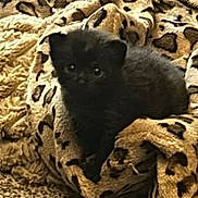 October joined the competition — help win amazing prizes! kitten, black_cat, blanket, leopard_print, cozy, pet, animal, carpet, cute, fur, small, indoor, comfort, resting, young, curious, feline, soft, warm, domestic