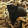 kitten, black_cat, blanket, leopard_print, cozy, pet, animal, carpet, cute, fur, small, indoor, comfort, resting, young, curious, feline, soft, warm, domestic