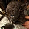 October is registered to the contest to win money with this photo: kitten, black_cat, baby_animal, pet, cute, small, furry, hand, person, holding, closeup, indoor, animal, young, fur, shoulder, feeding, domestic_animal, tiny, adorable