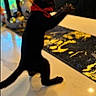 October is registered to the contest to win money with this photo: cat, black_cat, bow, red_bow, marble_surface, indoor, playful, pet, feline, standing, hind_legs, clapping, blurred_background, decor, rug, yellow_pattern, domestic_animal, cute, animal, funny_pose