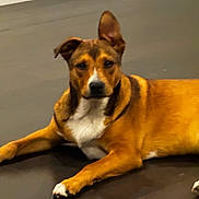 Jett joined the competition — help win amazing prizes! dog, brown_fur, white_fur, indoor, floor, pet, animal, laying_down, ear_up, canine, looking_at_camera, domestic, cute, alert, relaxed, companion, fur, four_legs, mammal, house