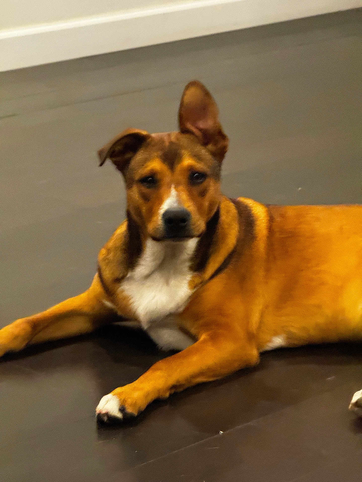 Jett joined the competition — help win amazing prizes! dog, brown_fur, white_fur, indoor, floor, pet, animal, laying_down, ear_up, canine, looking_at_camera, domestic, cute, alert, relaxed, companion, fur, four_legs, mammal, house