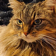 Mamoune participe au concours pour gagner de l'argent avec cette photo : animal, cat, close_up, curious, cute, domestic_cat, ears, eyes, face, feline, fur, indoor, long_hair, muzzle, nose, pet, portrait, soft_light, tabby, whiskers