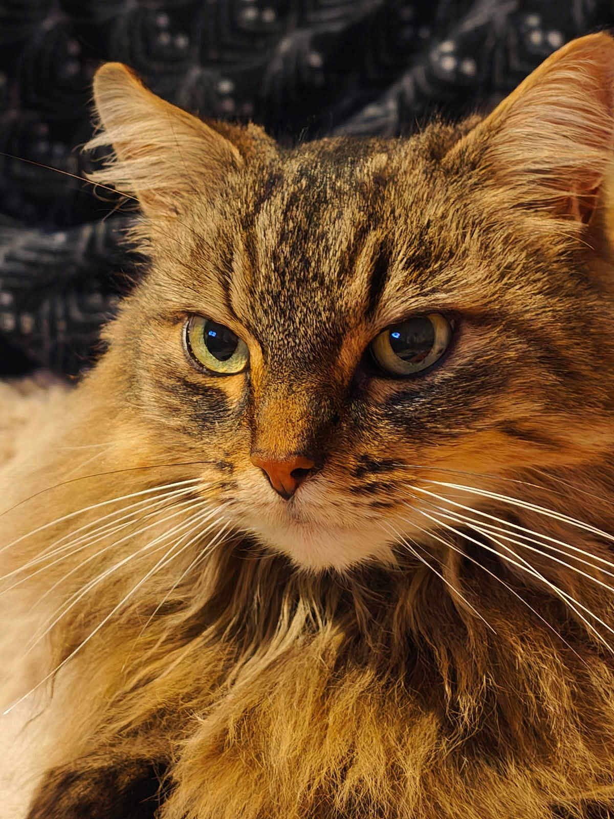 Mamoune participe au concours pour gagner de l'argent avec cette photo : animal, cat, close_up, curious, cute, domestic_cat, ears, eyes, face, feline, fur, indoor, long_hair, muzzle, nose, pet, portrait, soft_light, tabby, whiskers