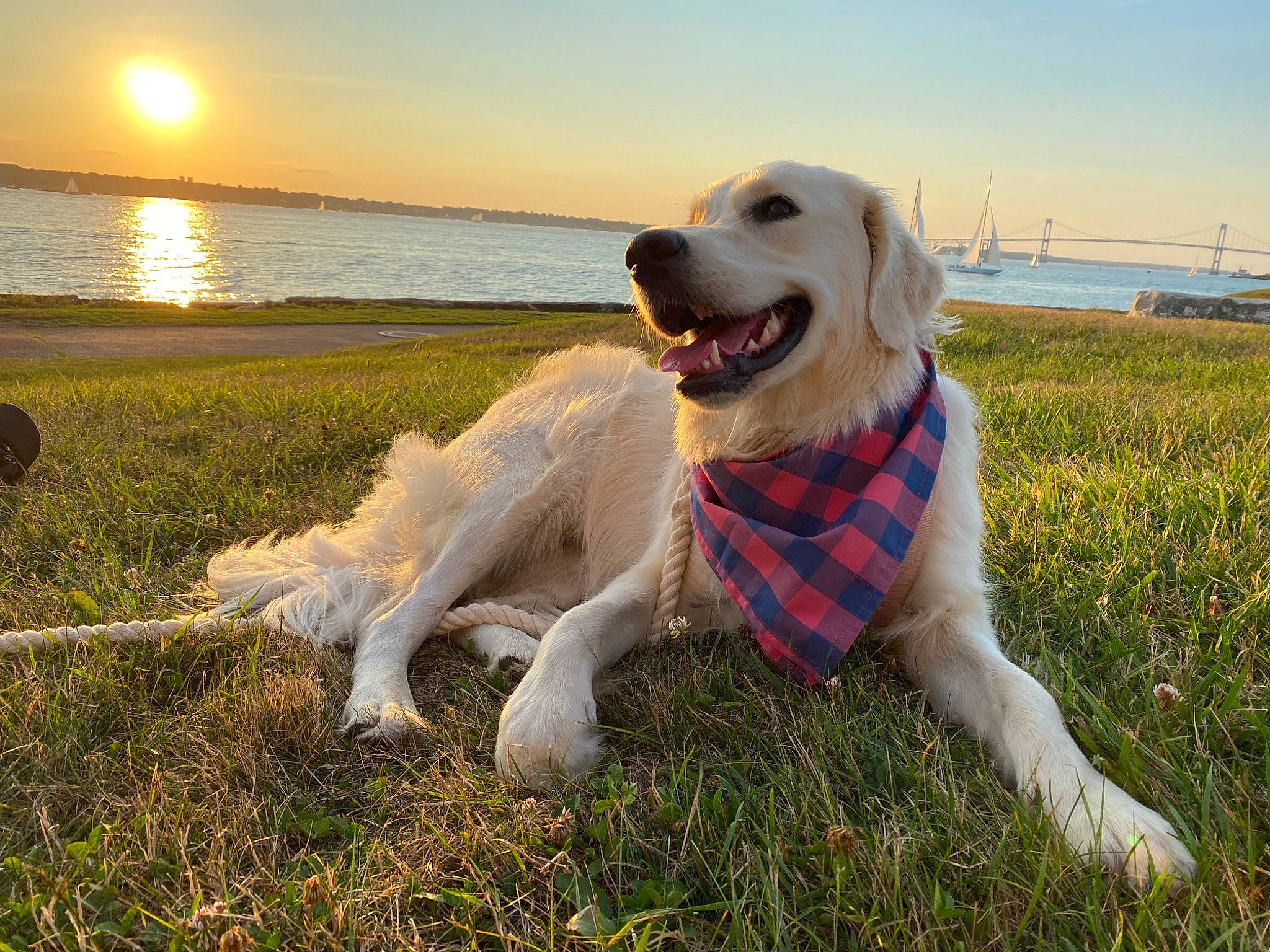 Hedwig joined the competition — help win amazing prizes! akbash_dog, canidae, carnivore, companion_dog, dog, dog_breed, golden_retriever, grass, labrador_retriever, livestock_guardian_dog, mammal, maremma_sheepdog, polish_tatra_sheepdog, rare_breed_dog, retriever, slovak_cuvac, snout, sporting_group, vertebrate