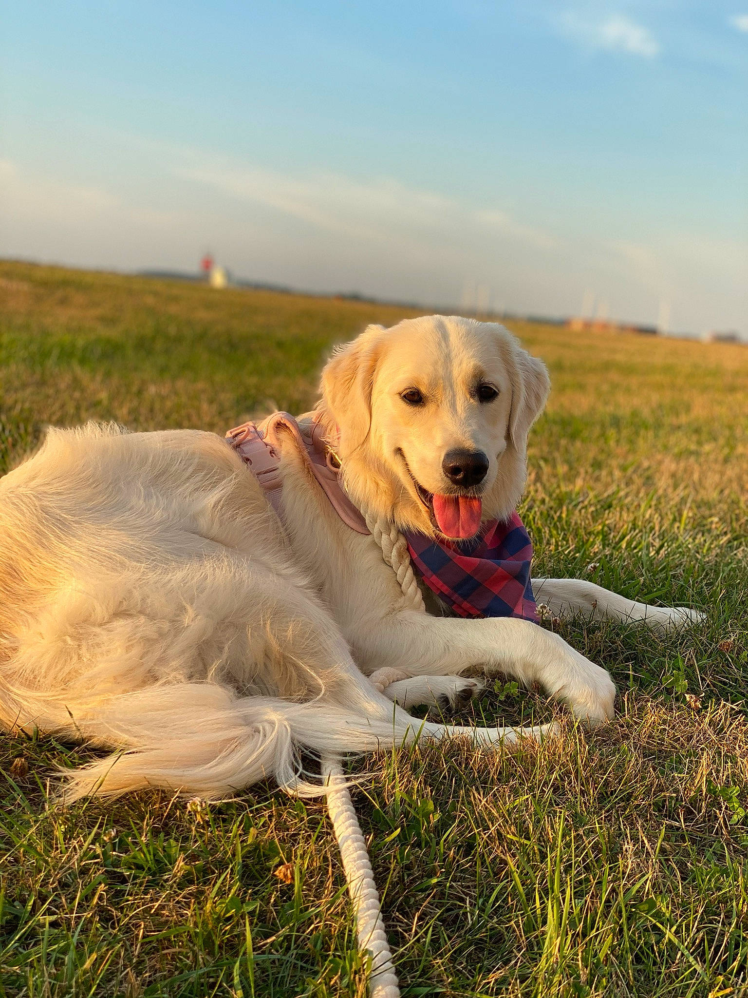 Hedwig joined the competition — help win amazing prizes! akbash_dog, canidae, carnivore, companion_dog, dog, dog_breed, field_trial, golden_retriever, grass, hunting_dog, labrador_retriever, livestock_guardian_dog, mammal, maremma_sheepdog, retriever, snout, sporting_group, vertebrate